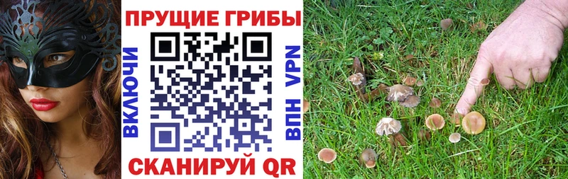 дарк нет как зайти  Инза  Псилоцибиновые грибы мицелий 